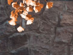 -八大关景区