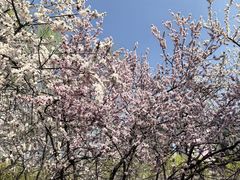 -桃花堤公园