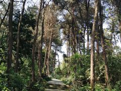 -铁山坪森林公园