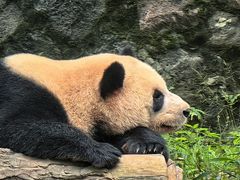 -都江堰中华大熊猫苑