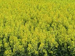 -中国天府农业博览园