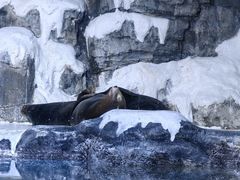 -大连老虎滩海洋公园