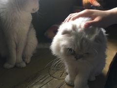 -猫猫幼稚园·撸猫·桌游·电玩