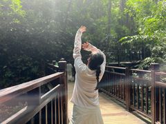 -西双版纳原始森林公园