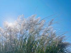 -上海吴淞炮台湾国家湿地公园