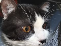 -艾贝尔宠物医院·24H转诊中心·肿瘤猫专科(江宁双龙店)