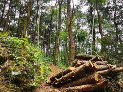 -铁山坪森林公园