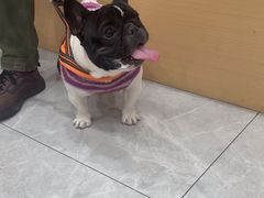 -瑞鹏宠物医院·超声·骨科·奇麟分院(蜀都万达店)