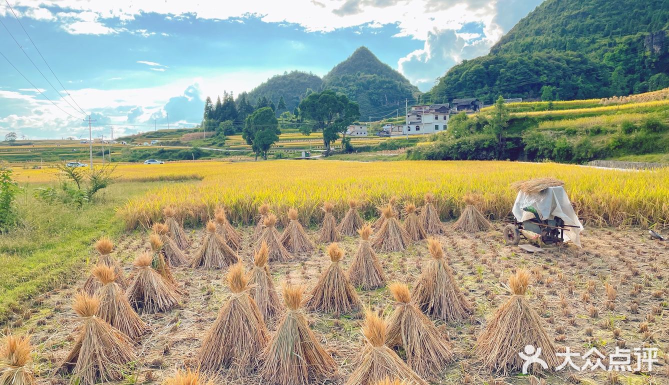 贵阳周边限定秋景/贵定腊利绝美梯田