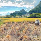 贵阳周边限定秋景/贵定腊利绝美梯田
