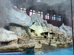 -帝企鹅自助餐厅•儿童岛•真企鹅(长隆企鹅酒店)