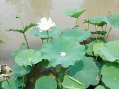 -武清南湖绿博园