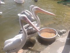 -新疆天山野生动物园