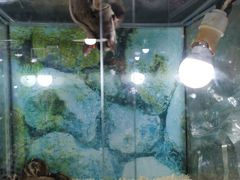 -万商花鸟市场