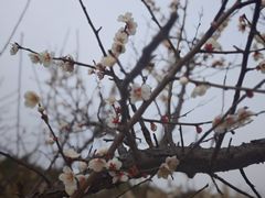 -南湖湿地公园