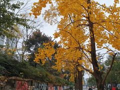 -成都市活水公园