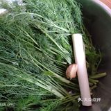 夏季让人胃口大开的茴香肉馅饺子
