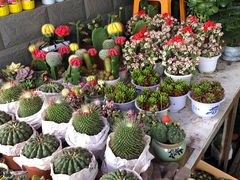 -秦美花卉(天朗·莱茵小城2期店)