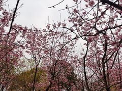 -南山植物园