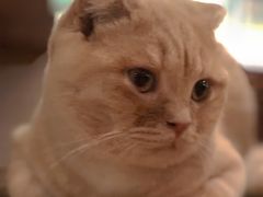 -猫小院猫主题餐厅(三里屯店)