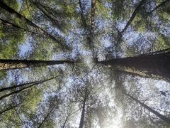 -重庆睡佛山森林公园