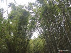 -广东茂名森林公园