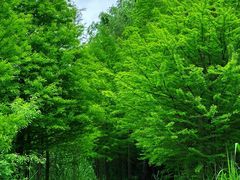 -溱湖国家湿地公园