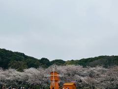 -苏州上方山国家森林公园