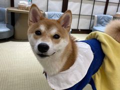 -逗柴咖啡屋·狗咖猫咖宠物桌游
