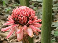 -中国科学院西双版纳热带植物园