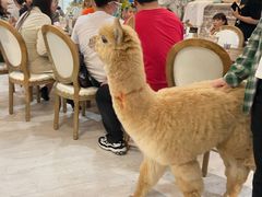 大堂-共舞时光猫咖·狗咖(新街口店)