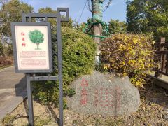 -九龙湖公园