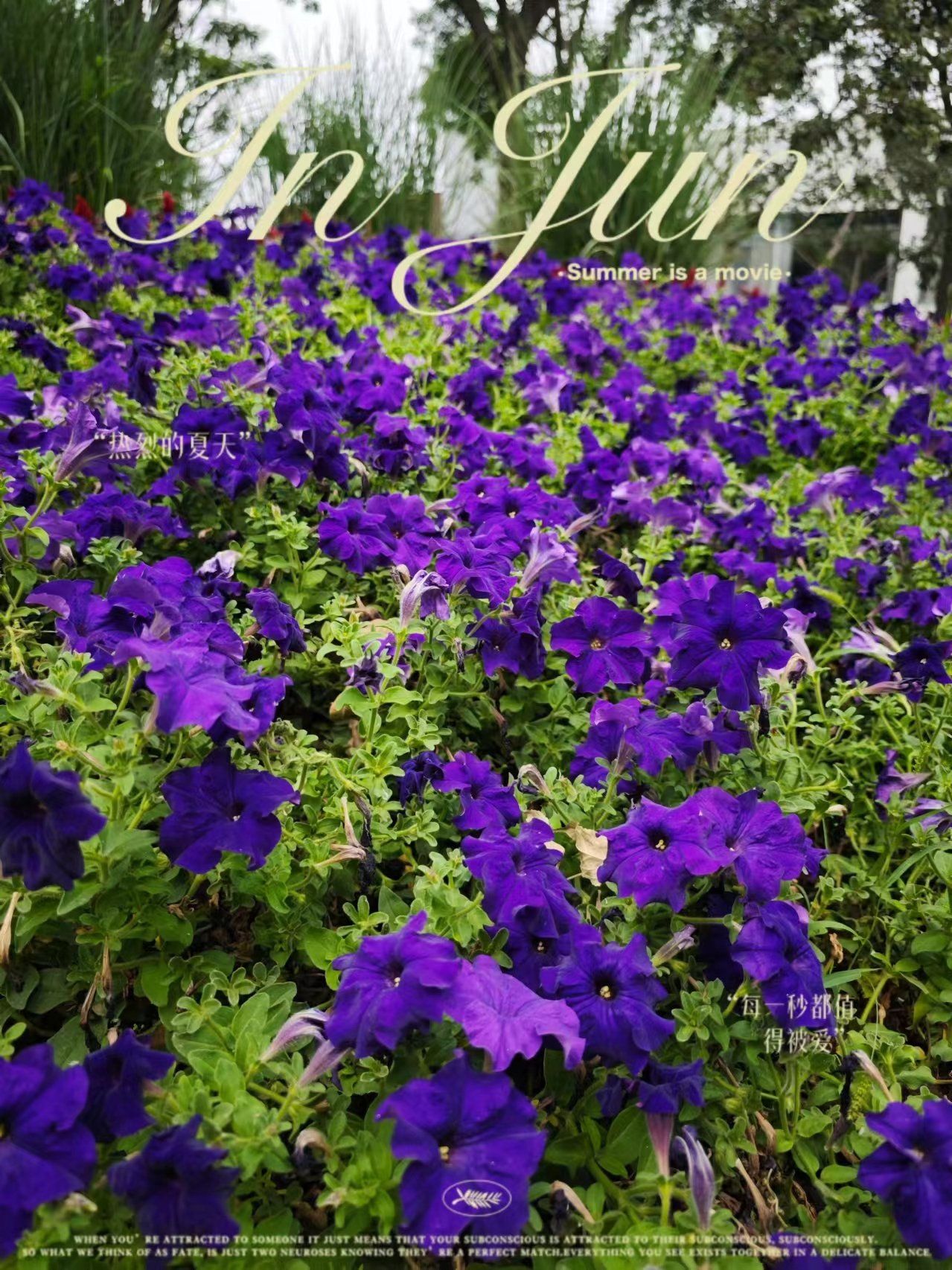 城市公园图鉴|碧冬茄,大家认识一下