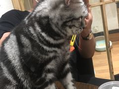 -猫色咖啡·猫咖
