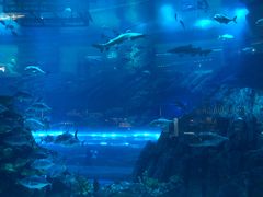 -迪拜水族馆及水下动物园