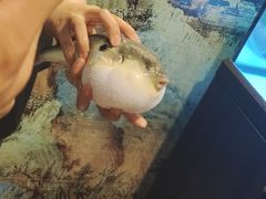 -肆月河豚·淮扬菜·湘菜(华天店)