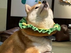 -逗柴咖啡屋·狗咖猫咖宠物桌游