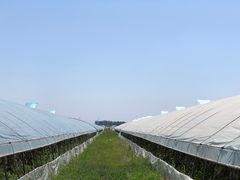 -庞各庄西瓜蔬菜采摘园·锦华瓜园