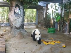 -海南热带野生动植物园