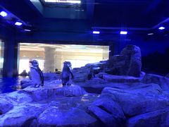 -海昌极光餐厅