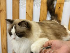 -青奢宠物·青奢猫舍