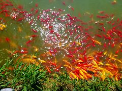 -武汉紫薇都市田园