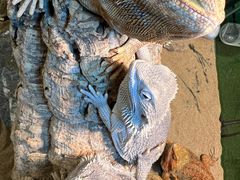 -FAIRYLAND龙族星球主题餐厅(凯丹广场店)