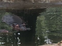 -珠海横琴长隆《卡卡虎奇遇记》