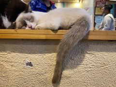 -猫小院猫主题咖啡厅(北锣店)