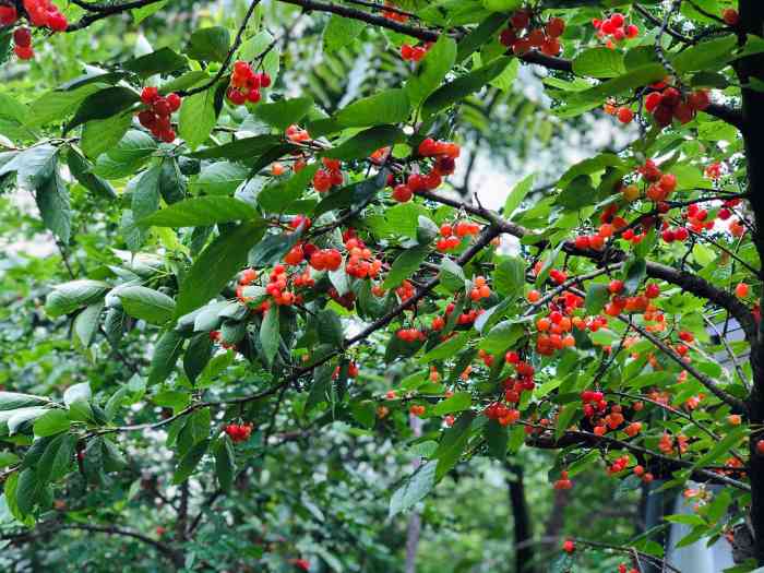 樱桃沟特色-"奋斗与生活,杂家也不敢问,哪来什么岁月静.