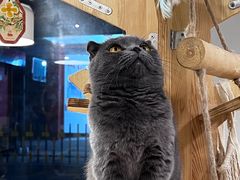 -猫亿天猫咖