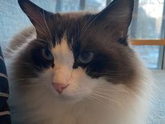 -有猫儿腻咖啡厅.猫咖