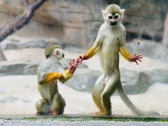 -泉州海丝野生动物世界