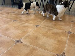 -Let's go狗咖·猫咖·奶狗·桌游(春熙路IFS店)